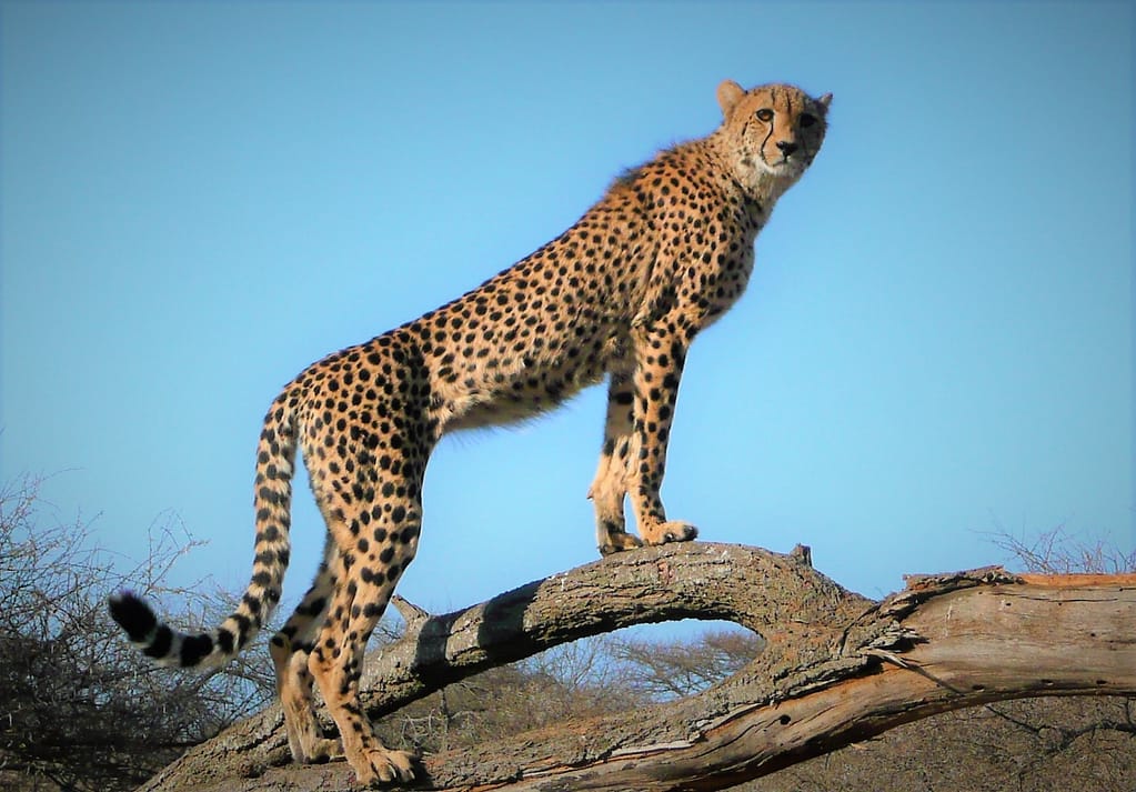 Kruger Cheetah, Moira Lipshaw, Commended