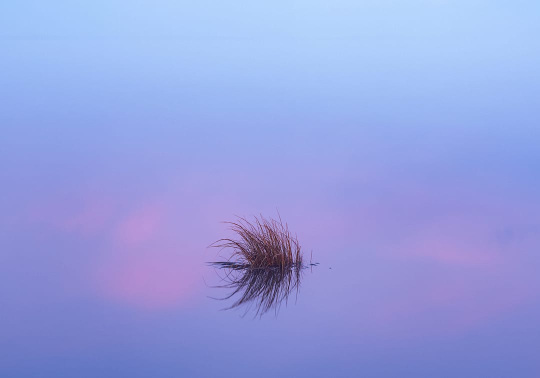 Flax reflections - Brent Higham - Honours