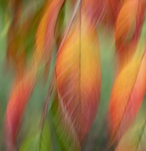 An Impressionist's autumn, Kelly Munro, Honours